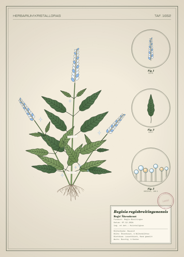 Botanische Tafel: Regisia regisbreitingenensis, eine erfundene Pflanze aus Regis-Breitingen, gezeichnet wie in einem alten Pflanzenatlas
