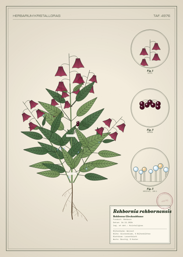 Botanische Tafel: Rehbornia rehbornensis, eine erfundene Pflanze aus Rehborn, gezeichnet wie in einem alten Pflanzenatlas