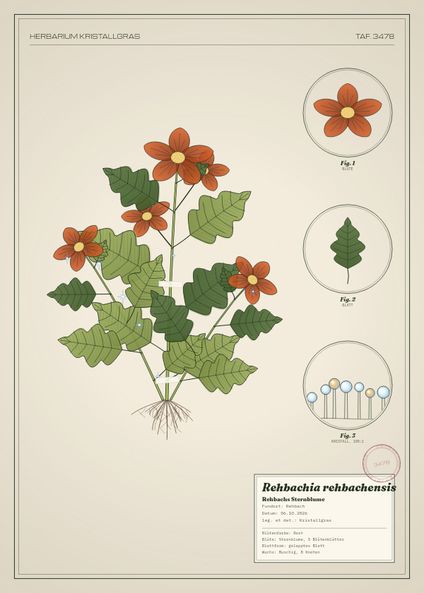 Botanische Tafel: Rehbachia rehbachensis, eine erfundene Pflanze aus Rehbach, gezeichnet wie in einem alten Pflanzenatlas