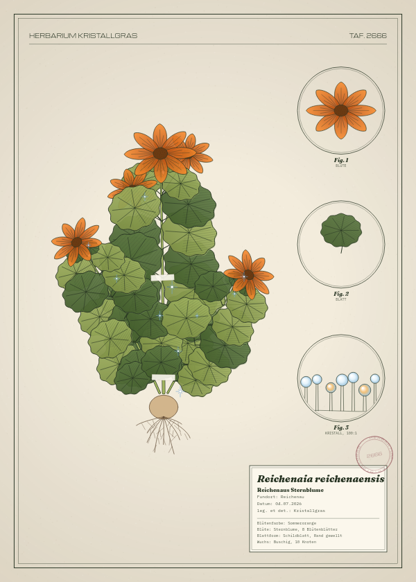 Botanische Tafel: Reichenaia reichenaensis, eine erfundene Pflanze aus Reichenau, gezeichnet wie in einem alten Pflanzenatlas