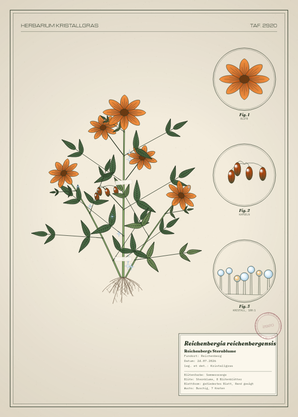 Botanische Tafel: Reichenbergia reichenbergensis, eine erfundene Pflanze aus Reichenberg, gezeichnet wie in einem alten Pflanzenatlas
