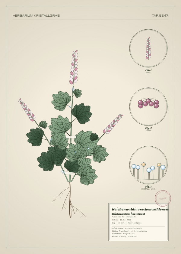 Botanische Tafel: Reichenwaldia reichenwaldensis, eine erfundene Pflanze aus Reichenwalde, gezeichnet wie in einem alten Pflanzenatlas