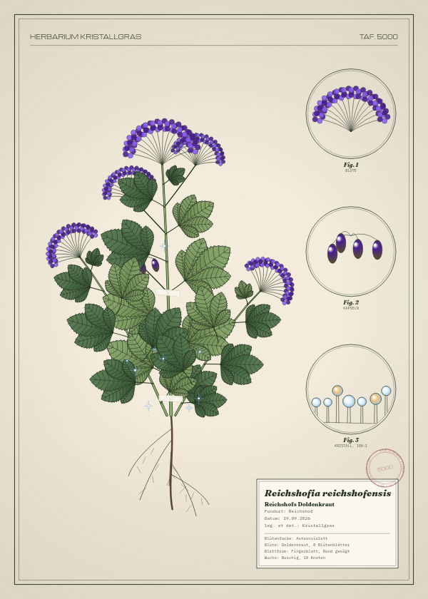 Botanische Tafel: Reichshofia reichshofensis, eine erfundene Pflanze aus Reichshof, gezeichnet wie in einem alten Pflanzenatlas