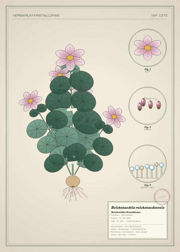 Botanische Tafel: Reichstaedtia reichstaedtensis, eine erfundene Pflanze aus Reichstädt, gezeichnet wie in einem alten Pflanzenatlas