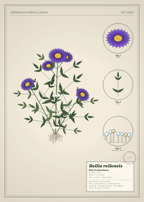Botanische Tafel: Reilia reilensis, eine erfundene Pflanze aus Reil, gezeichnet wie in einem alten Pflanzenatlas