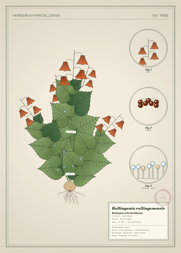 Botanische Tafel: Reilingenia reilingenensis, eine erfundene Pflanze aus Reilingen, gezeichnet wie in einem alten Pflanzenatlas