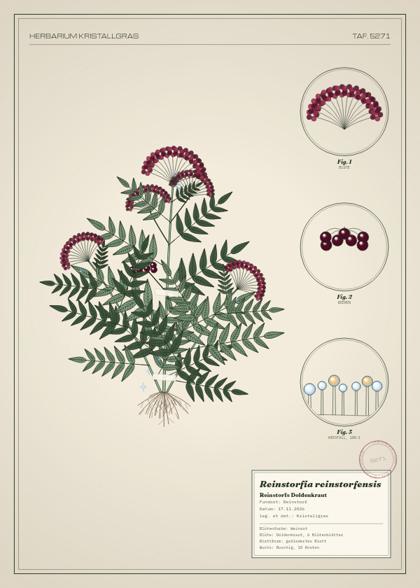Botanische Tafel: Reinstorfia reinstorfensis, eine erfundene Pflanze aus Reinstorf, gezeichnet wie in einem alten Pflanzenatlas