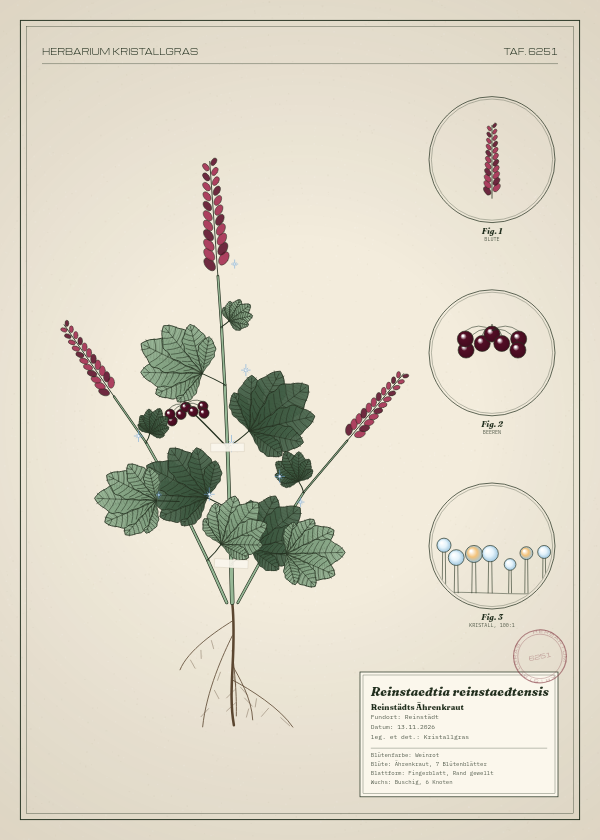 Botanische Tafel: Reinstaedtia reinstaedtensis, eine erfundene Pflanze aus Reinstädt, gezeichnet wie in einem alten Pflanzenatlas