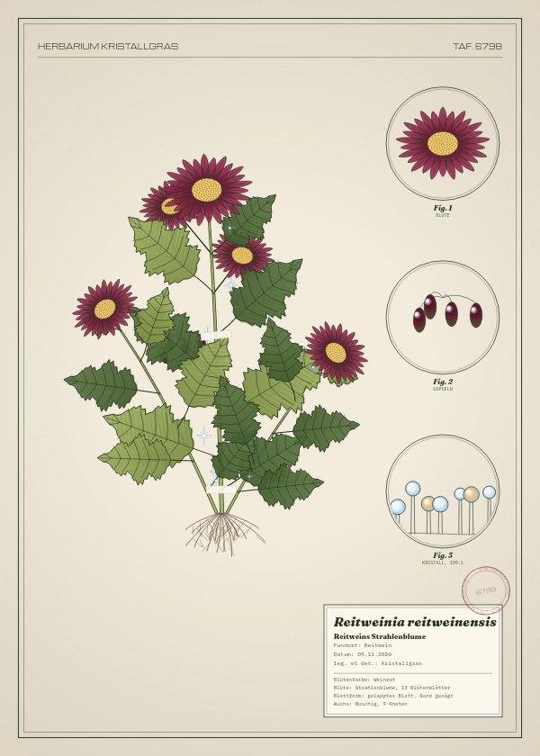 Botanische Tafel: Reitweinia reitweinensis, eine erfundene Pflanze aus Reitwein, gezeichnet wie in einem alten Pflanzenatlas
