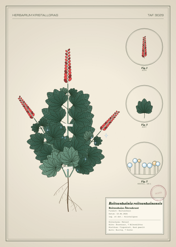 Botanische Tafel: Reitzenhainia reitzenhainensis, eine erfundene Pflanze aus Reitzenhain, gezeichnet wie in einem alten Pflanzenatlas