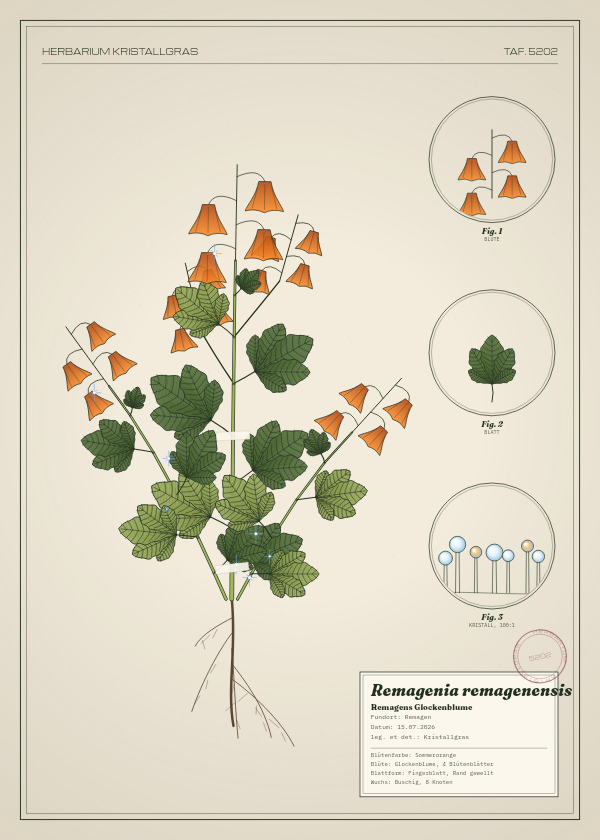 Botanische Tafel: Remagenia remagenensis, eine erfundene Pflanze aus Remagen, gezeichnet wie in einem alten Pflanzenatlas