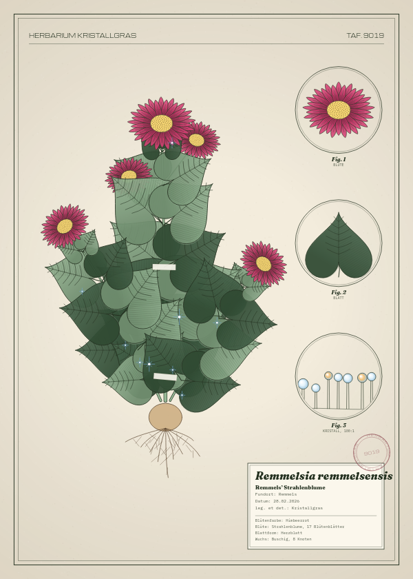 Botanische Tafel: Remmelsia remmelsensis, eine erfundene Pflanze aus Remmels, gezeichnet wie in einem alten Pflanzenatlas