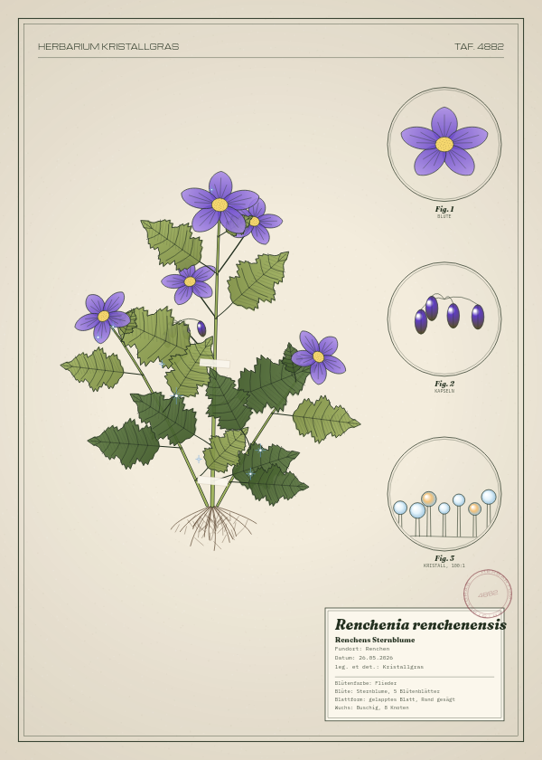 Botanische Tafel: Renchenia renchenensis, eine erfundene Pflanze aus Renchen, gezeichnet wie in einem alten Pflanzenatlas