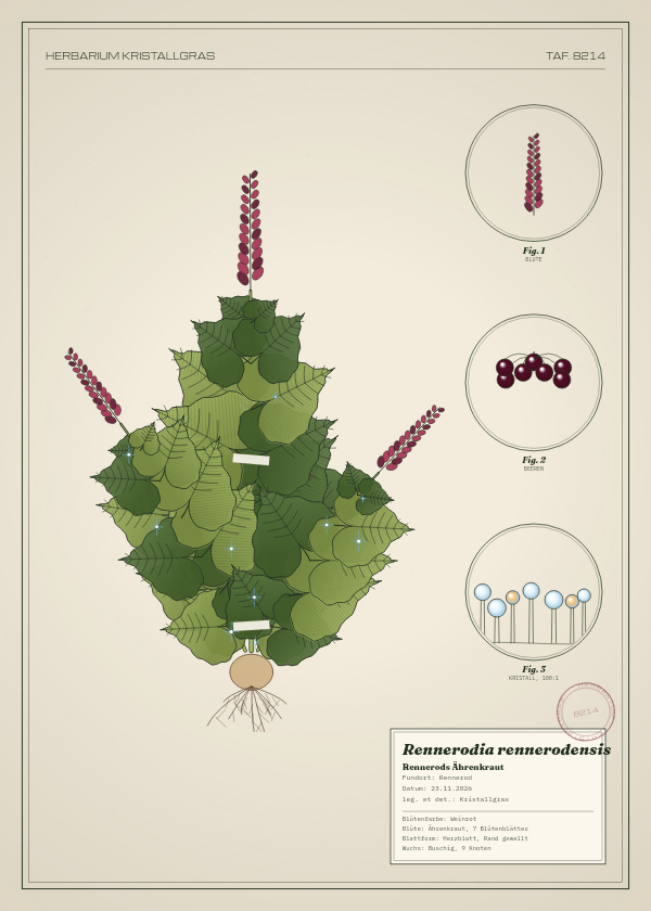 Botanische Tafel: Rennerodia rennerodensis, eine erfundene Pflanze aus Rennerod, gezeichnet wie in einem alten Pflanzenatlas