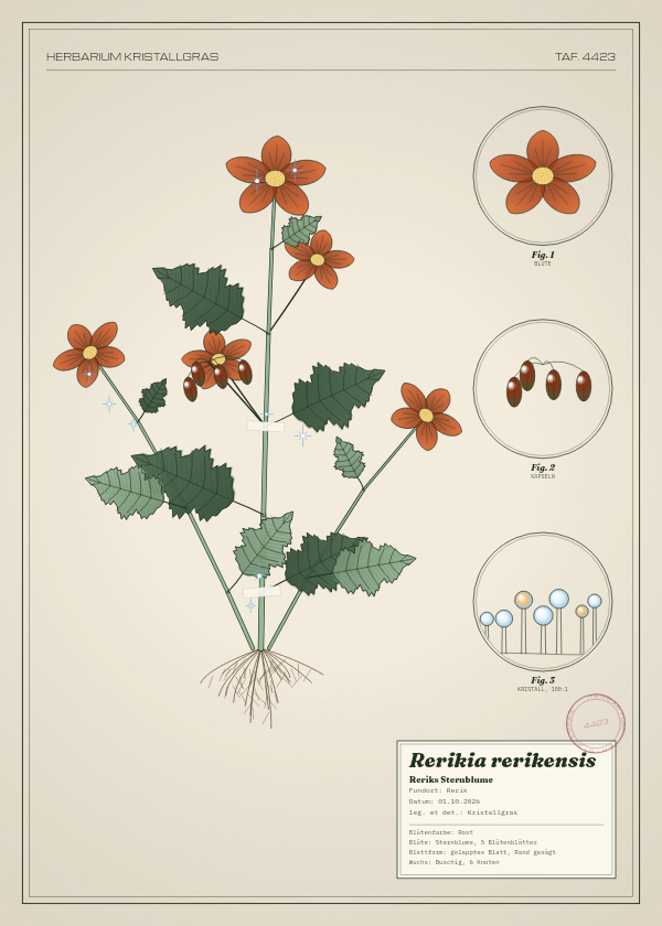 Botanische Tafel: Rerikia rerikensis, eine erfundene Pflanze aus Rerik, gezeichnet wie in einem alten Pflanzenatlas