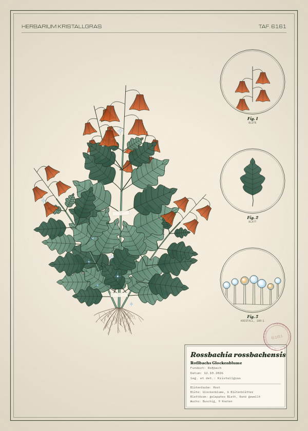 Botanische Tafel: Rossbachia rossbachensis, eine erfundene Pflanze aus Roßbach, gezeichnet wie in einem alten Pflanzenatlas