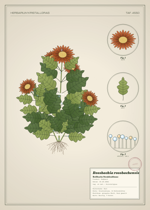 Botanische Tafel: Rossbachia rossbachensis, eine erfundene Pflanze aus Roßbach, gezeichnet wie in einem alten Pflanzenatlas