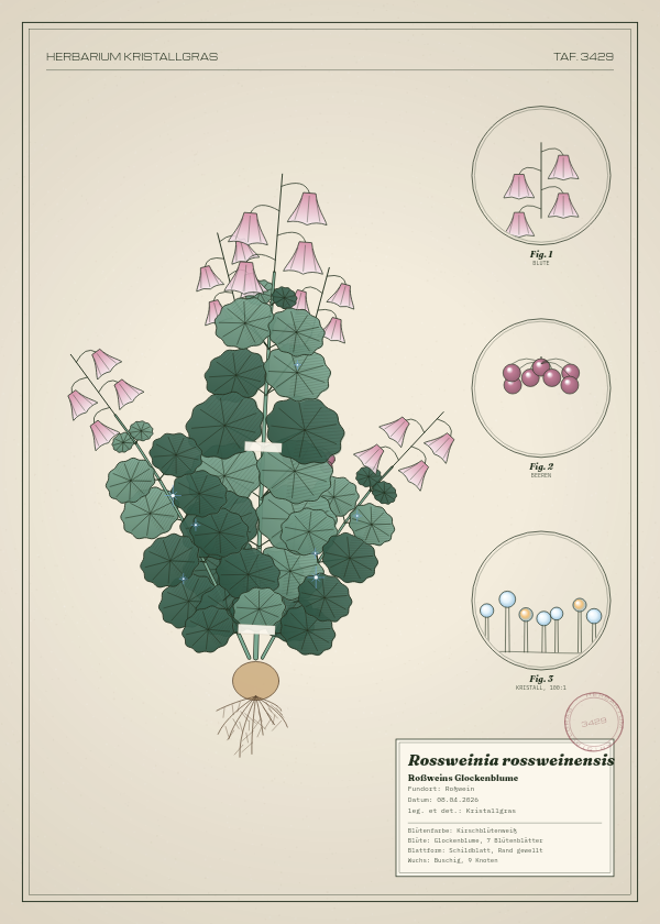 Botanische Tafel: Rossweinia rossweinensis, eine erfundene Pflanze aus Roßwein, gezeichnet wie in einem alten Pflanzenatlas