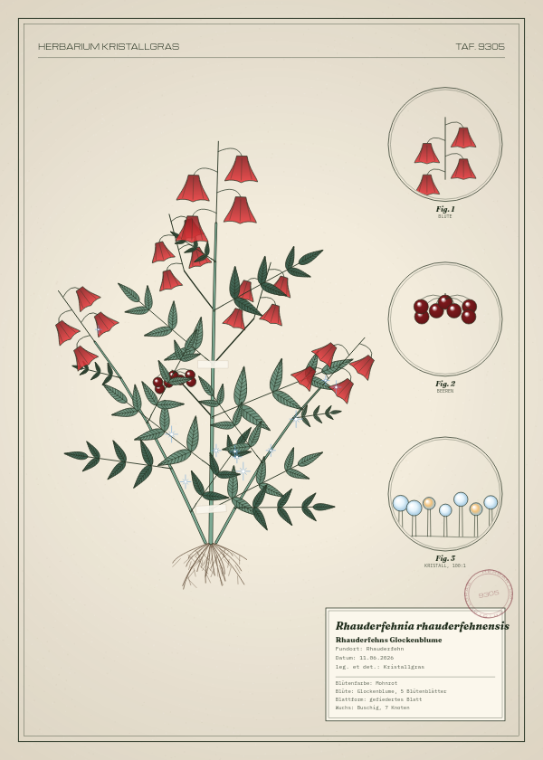 Botanische Tafel: Rhauderfehnia rhauderfehnensis, eine erfundene Pflanze aus Rhauderfehn, gezeichnet wie in einem alten Pflanzenatlas