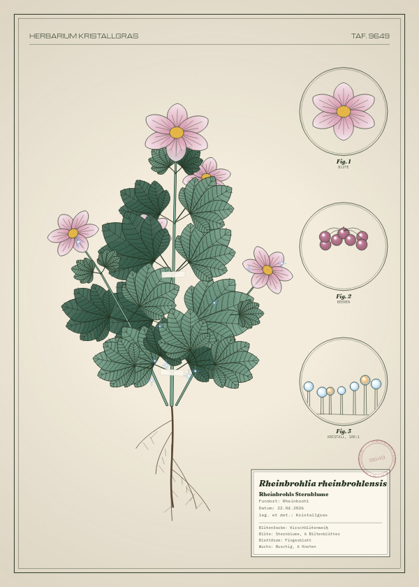 Botanische Tafel: Rheinbrohlia rheinbrohlensis, eine erfundene Pflanze aus Rheinbrohl, gezeichnet wie in einem alten Pflanzenatlas
