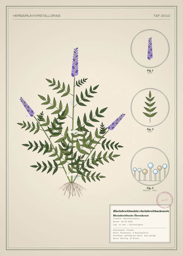 Botanische Tafel: Rheinbreitbachia rheinbreitbachensis, eine erfundene Pflanze aus Rheinbreitbach, gezeichnet wie in einem alten Pflanzenatlas