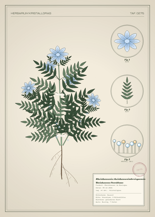 Botanische Tafel: Rheinhausenia rheinhausenimbreisgaensis, eine erfundene Pflanze aus Rheinhausen im Breisgau, gezeichnet wie in einem alten Pflanzenatlas
