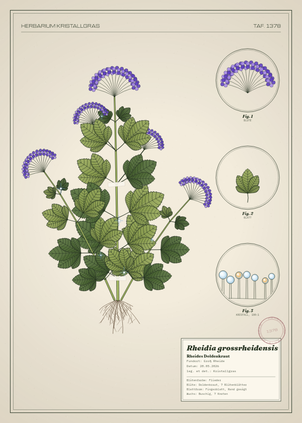 Botanische Tafel: Rheidia grossrheidensis, eine erfundene Pflanze aus Groß Rheide, gezeichnet wie in einem alten Pflanzenatlas
