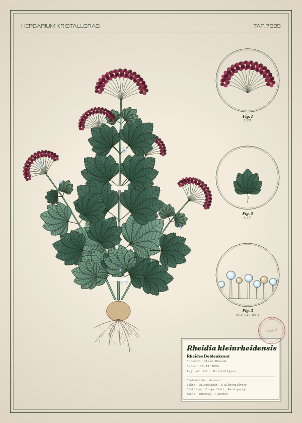 Botanische Tafel: Rheidia kleinrheidensis, eine erfundene Pflanze aus Klein Rheide, gezeichnet wie in einem alten Pflanzenatlas