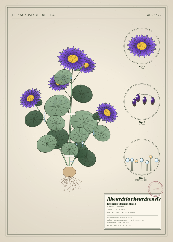 Botanische Tafel: Rheurdtia rheurdtensis, eine erfundene Pflanze aus Rheurdt, gezeichnet wie in einem alten Pflanzenatlas