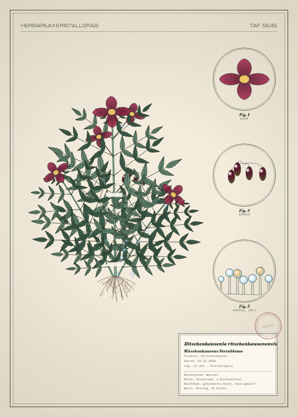 Botanische Tafel: Ritschenhausenia ritschenhausenensis, eine erfundene Pflanze aus Ritschenhausen, gezeichnet wie in einem alten Pflanzenatlas