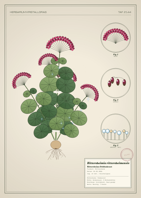 Botanische Tafel: Rittersheimia rittersheimensis, eine erfundene Pflanze aus Rittersheim, gezeichnet wie in einem alten Pflanzenatlas