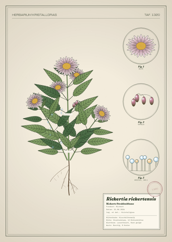 Botanische Tafel: Rickertia rickertensis, eine erfundene Pflanze aus Rickert, gezeichnet wie in einem alten Pflanzenatlas