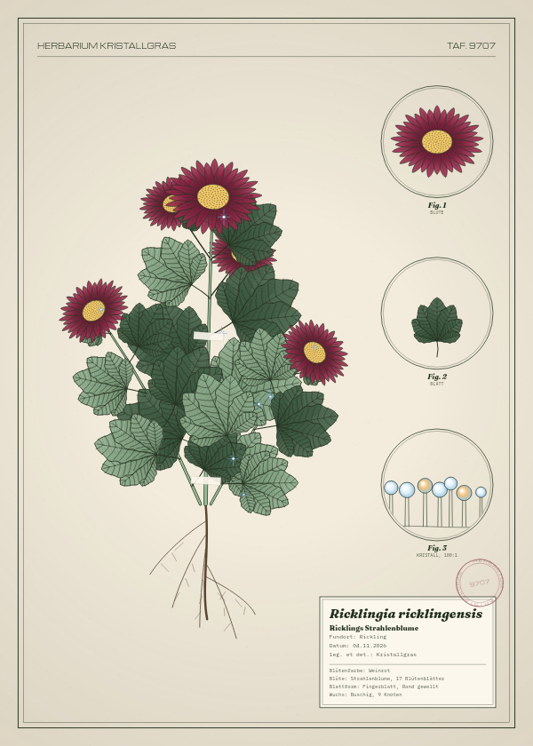 Botanische Tafel: Ricklingia ricklingensis, eine erfundene Pflanze aus Rickling, gezeichnet wie in einem alten Pflanzenatlas