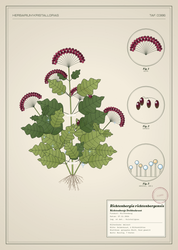 Botanische Tafel: Richtenbergia richtenbergensis, eine erfundene Pflanze aus Richtenberg, gezeichnet wie in einem alten Pflanzenatlas