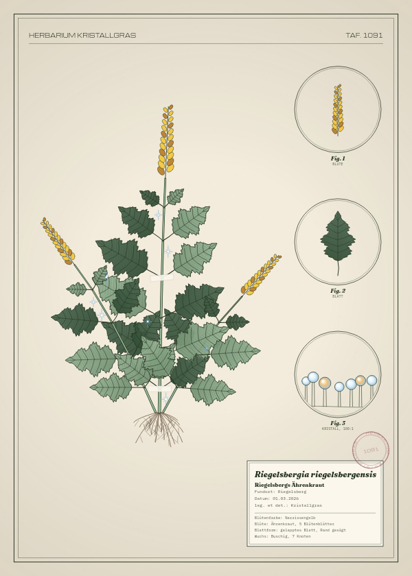 Botanische Tafel: Riegelsbergia riegelsbergensis, eine erfundene Pflanze aus Riegelsberg, gezeichnet wie in einem alten Pflanzenatlas