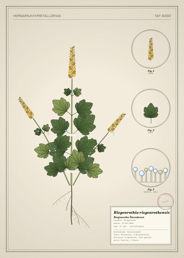 Botanische Tafel: Riegenrothia riegenrothensis, eine erfundene Pflanze aus Riegenroth, gezeichnet wie in einem alten Pflanzenatlas