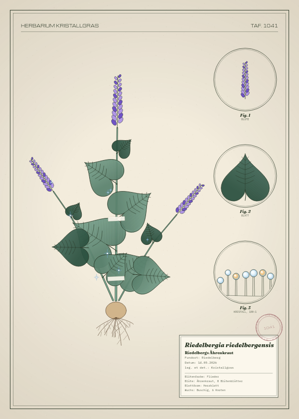 Botanische Tafel: Riedelbergia riedelbergensis, eine erfundene Pflanze aus Riedelberg, gezeichnet wie in einem alten Pflanzenatlas