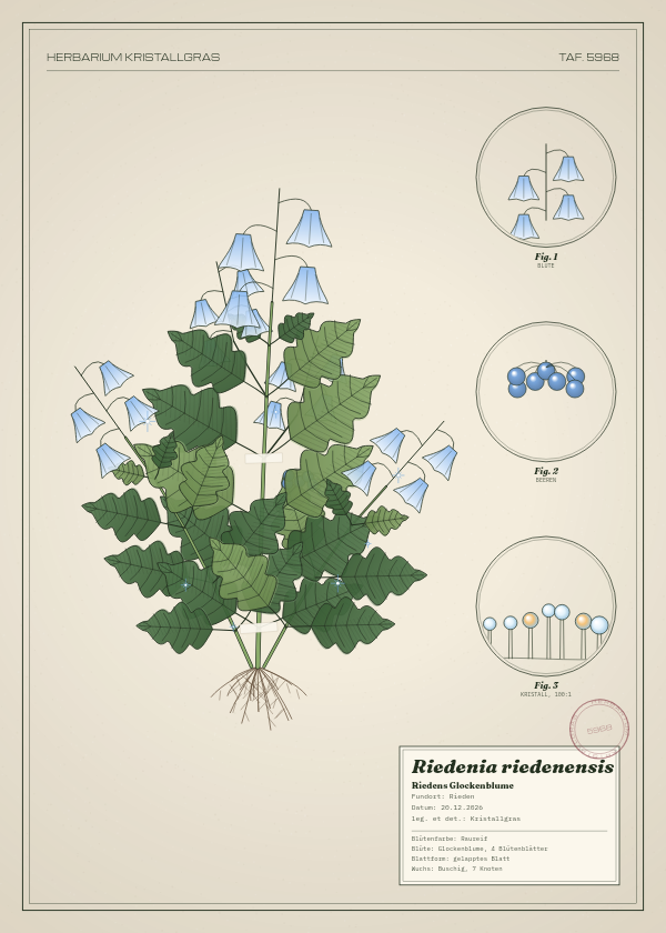 Botanische Tafel: Riedenia riedenensis, eine erfundene Pflanze aus Rieden, gezeichnet wie in einem alten Pflanzenatlas