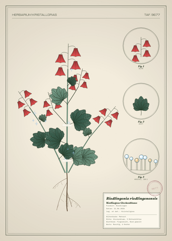 Botanische Tafel: Riedlingenia riedlingenensis, eine erfundene Pflanze aus Riedlingen, gezeichnet wie in einem alten Pflanzenatlas