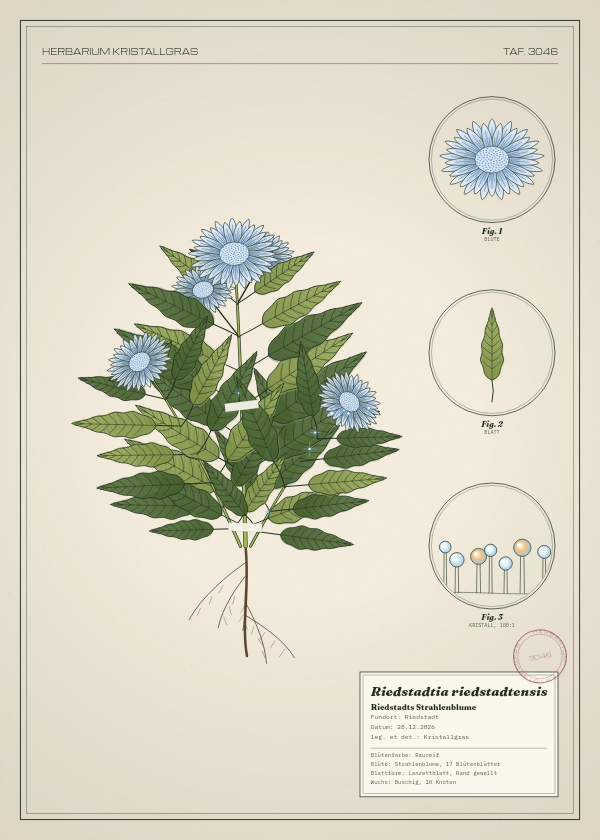 Botanische Tafel: Riedstadtia riedstadtensis, eine erfundene Pflanze aus Riedstadt, gezeichnet wie in einem alten Pflanzenatlas