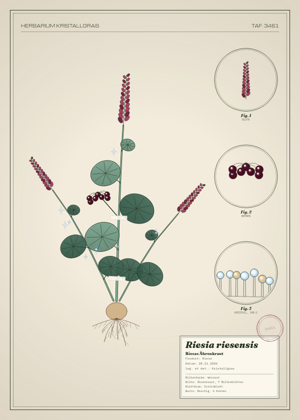 Botanische Tafel: Riesia riesensis, eine erfundene Pflanze aus Riesa, gezeichnet wie in einem alten Pflanzenatlas