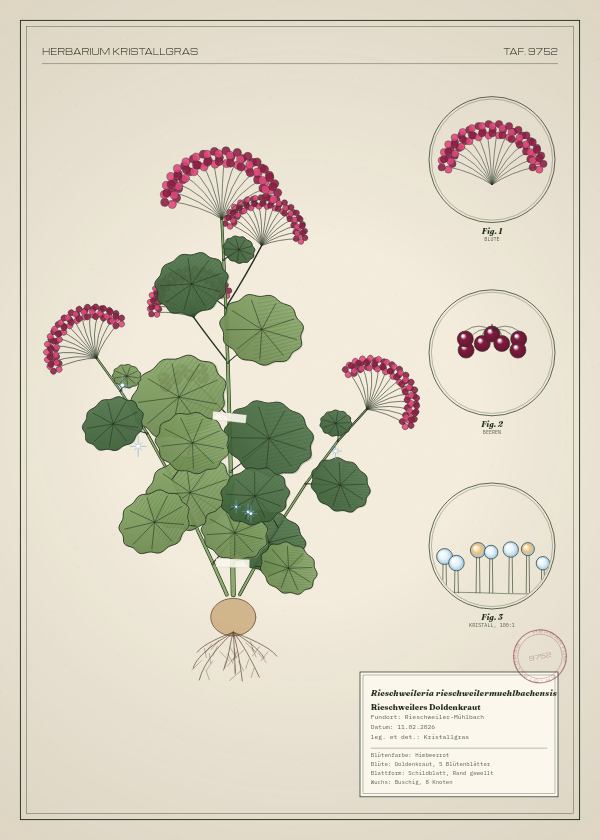 Botanische Tafel: Rieschweileria rieschweilermuehlbachensis, eine erfundene Pflanze aus Rieschweiler-Mühlbach, gezeichnet wie in einem alten Pflanzenatlas