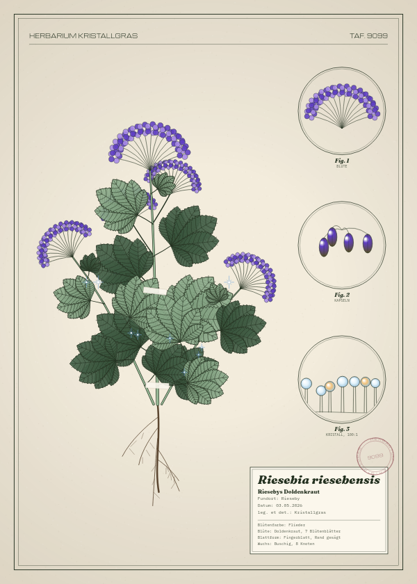 Botanische Tafel: Riesebia riesebensis, eine erfundene Pflanze aus Rieseby, gezeichnet wie in einem alten Pflanzenatlas