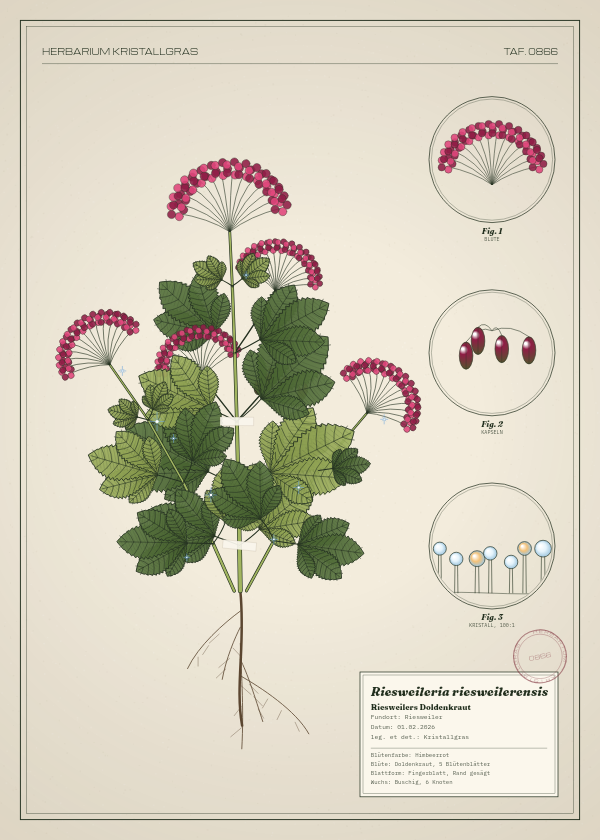 Botanische Tafel: Riesweileria riesweilerensis, eine erfundene Pflanze aus Riesweiler, gezeichnet wie in einem alten Pflanzenatlas