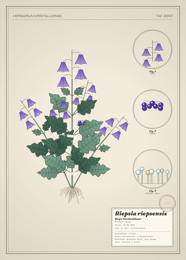 Botanische Tafel: Riepsia riepsensis, eine erfundene Pflanze aus Rieps, gezeichnet wie in einem alten Pflanzenatlas