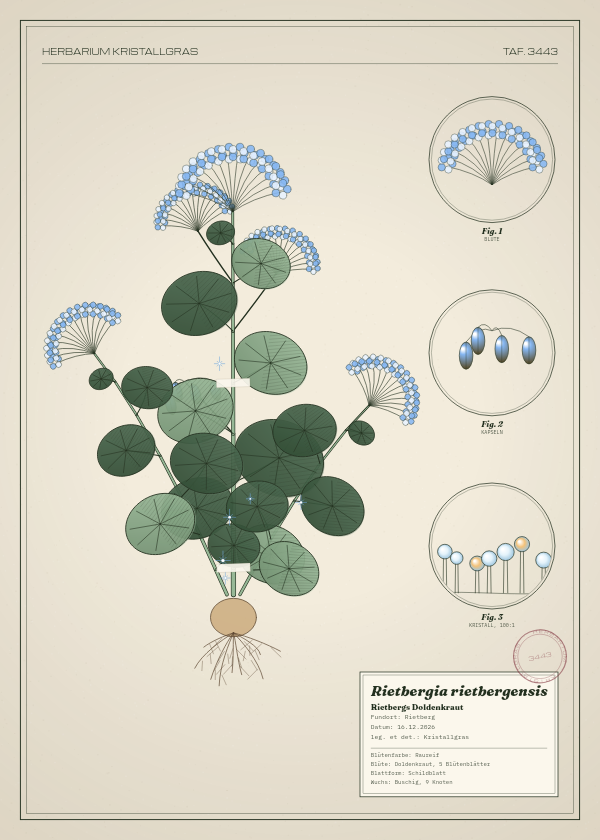 Botanische Tafel: Rietbergia rietbergensis, eine erfundene Pflanze aus Rietberg, gezeichnet wie in einem alten Pflanzenatlas