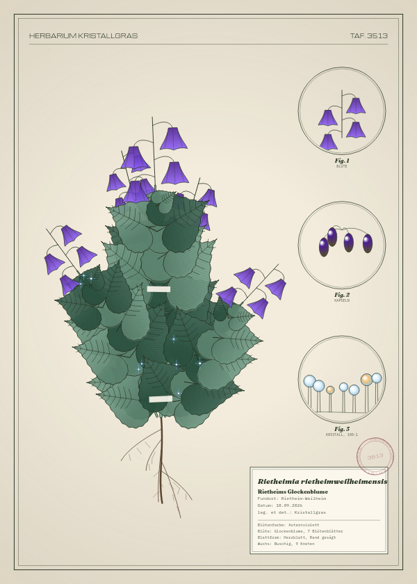 Botanische Tafel: Rietheimia rietheimweilheimensis, eine erfundene Pflanze aus Rietheim-Weilheim, gezeichnet wie in einem alten Pflanzenatlas