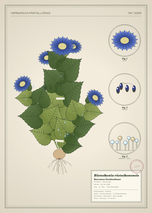 Botanische Tafel: Rietschenia rietschenensis, eine erfundene Pflanze aus Rietschen, gezeichnet wie in einem alten Pflanzenatlas