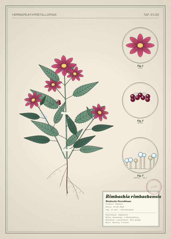 Botanische Tafel: Rimbachia rimbachensis, eine erfundene Pflanze aus Rimbach, gezeichnet wie in einem alten Pflanzenatlas