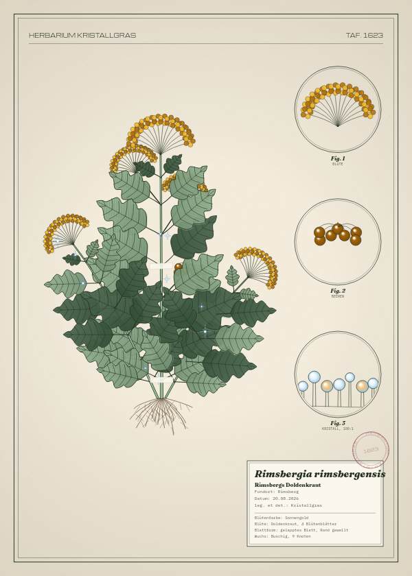 Botanische Tafel: Rimsbergia rimsbergensis, eine erfundene Pflanze aus Rimsberg, gezeichnet wie in einem alten Pflanzenatlas